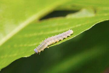 青葉上にオオコシアカハバチの幼虫（自然光＋ストロボ、マクロ接写撮影）