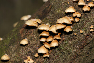 広葉樹の腐朽材、枯木に群生するチャヒラタケ（自然光＆ストロボ・マクロレンズ接写）