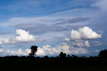 bright blue sky with a tree