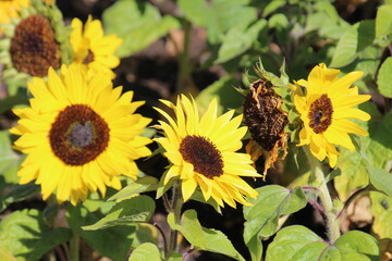 Sunflowers In Bloom, U of A Botanic Gardens, Devon, Alberta