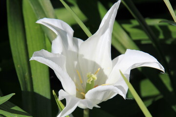 Obraz premium white lily flower, U of A Botanic Gardens, Devon, Alberta