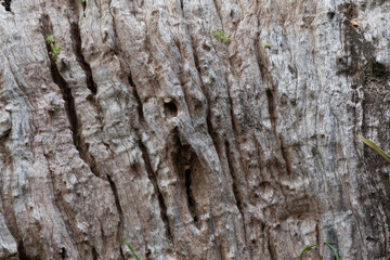 bark of a tree