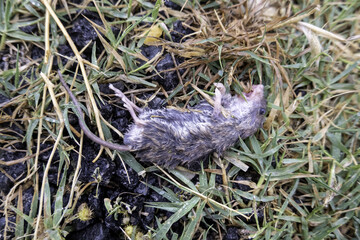 Dead mouse in nature