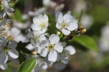 apple tree blossom, U of A Botanic Gardens, Devon, Alberta