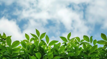 Fototapeta premium Green foliage against white cloudy sky for foreground use
