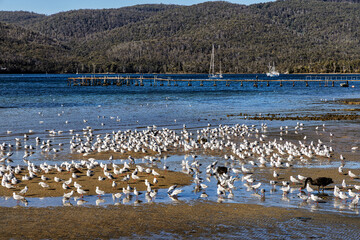 Flock of seagulls and black swan on beach in Dover, Tasmania, Australia