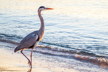 A heron hunting in the sea. Grey heron on the hunt