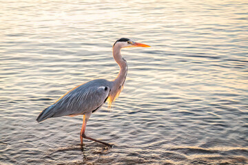 A heron hunting in the sea. Grey heron on the hunt