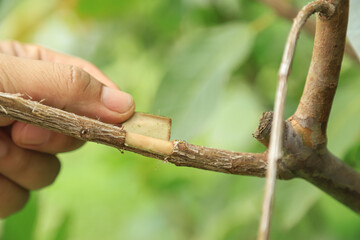 grafting guava tree trunk in organic farm for good  happy living life
