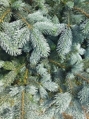 Background of blue spruce branches