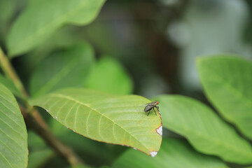 big fly on green leaf in fruit farm of local farming