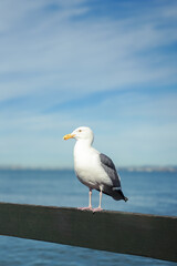 Seagull portrait on a sunny day