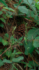 Pinecone on the grass