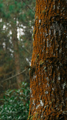 Intricate wood grain texture, nature's fingerprint revealed in a stunning close-up, perfect for design projects