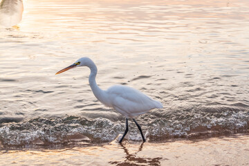 Great egret (Ardea alba), a medium-sized white heron fishing on the sea beach