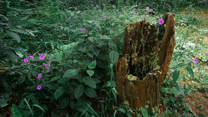 Flowers bloom atop tree stump, nature's resilience and beauty merging in a picturesque juxtaposition