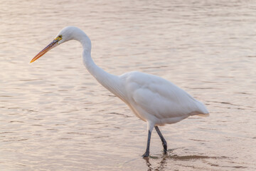 Great egret (Ardea alba), a medium-sized white heron fishing on the sea beach