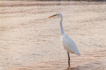 Great egret (Ardea alba), a medium-sized white heron fishing on the sea beach