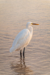 Great egret (Ardea alba), a medium-sized white heron fishing on the sea beach