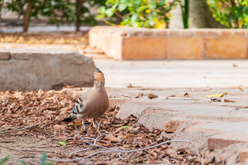 Eurasian hoopoe or Common hoopoe (Upupa epops) bird close-up on the ground © Dmitrii Potashkin