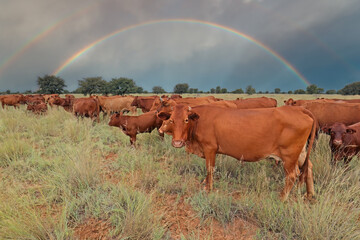 Free-range cows in native grassland with stormy sky and rainbow, South Africa.