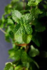 Fresh organic mint on rustic black stone table background. Selective focus.
