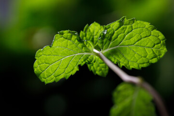 Fresh organic mint on rustic black stone table background. Selective focus.