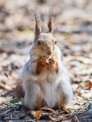 Squirrel in autumn or spring with nut on the green grass with fallen yellow leaves