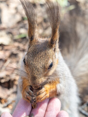 A squirrel in the spring or autumn eats nuts from a human hand. Eurasian red squirrel, Sciurus vulgaris