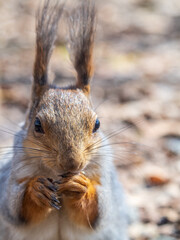 Squirrel in autumn or spring with nut on the green grass with fallen yellow leaves
