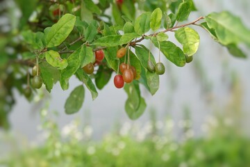 currant berries