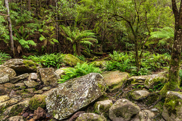 Snug Falls track, Tasmania, Australia