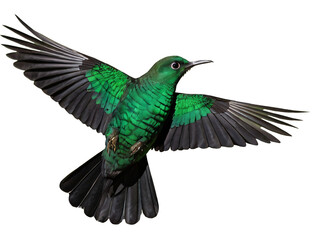 Obraz premium 3d render of a hummingbird