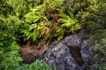 View over Mrytle Gully Falls, Wellington Forest, Tasmania, Australia