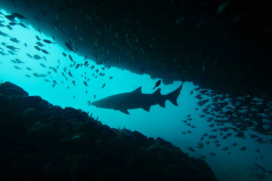 Silhouette of shark swimming at a cave entrance 
