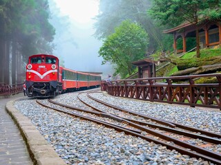 Alishan National Park, mountain touring forest railway, Sacred Trees in Taiwan