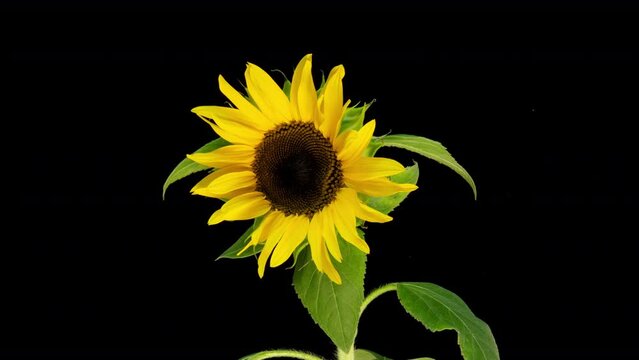 Time lapse of sunflower flower opening in macro photography on a black background, concept of the beginning of life, plant development, biology and plant growing, 4k video