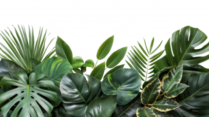 Tropical leaves foliage plant nature backdrop isolated on transparent background