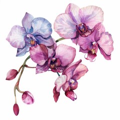 Beautiful watercolor clipart featuring a delicate orchid flower isolated on a white background