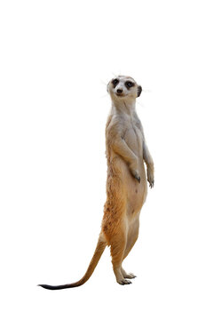 Funny meerkat isolated on transparent background png file