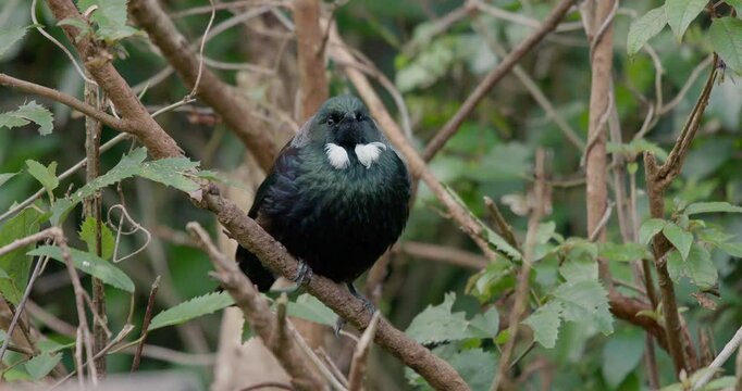 4k shot of the Tui. A native bird of New Zealand