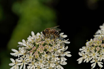 A Honey bee is working on flowers