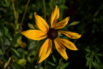 Black-eyed Susan flower