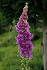 Foxglove, pink © ProteanVisuals