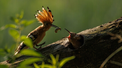 Wiedehopf übergibt Futter