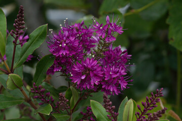 Hebe addenda flowers, pink