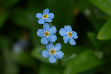 Siberian bugloss, or Heartleaf closeup