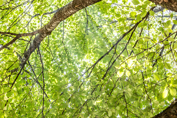 新緑　Fresh green	