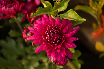 red dahlia flower in garden