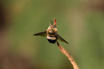 closeup of an insect 